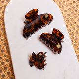 Large Hair Claw Tortoise - Jaguar