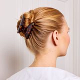 Large Hair Claw Tortoise - Jaguar