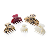 Medium Hair Claw Honey Tortoise - Jaguar