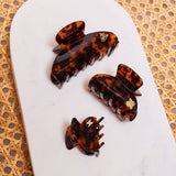 Medium Hair Claw Tortoise - Bee