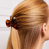 Medium Hair Claw Tortoise - Bee