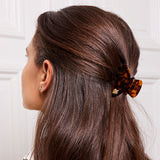 Medium Hair Claw Tortoise - Bee