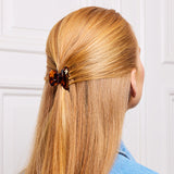 Small Hair Claw Tortoise - Bolt